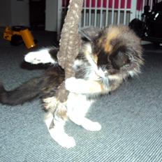 Blanding af racer Thia's Best Sadie Meow