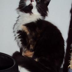 Blanding af racer Thia's Best Sadie Meow