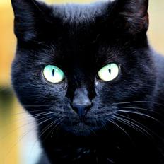 Blanding af racer Chili