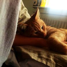 Blanding af racer Heisenberg