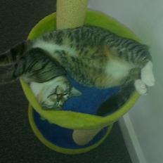 Blanding af racer Dehli