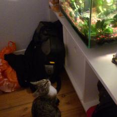 Huskat Høgilds Phoebe