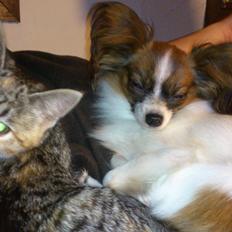 Huskat Høgilds Phoebe