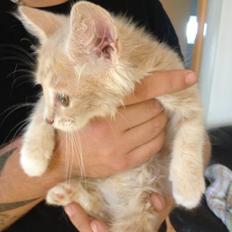 Blanding af racer Medina