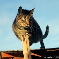 Blanding af racer Loui