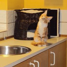 Maine Coon DK Snowshy´s Let it be