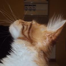 Maine Coon DK Snowshy´s Let it be