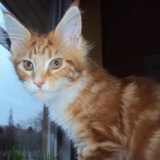 Maine Coon DK Snowshy´s Let it be