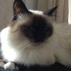 Hellig Birma DK Silky Catz Miss Fiona Fairytale