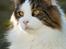 Maine Coon Timon - Timon i haven oktober 2012