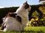 Maine Coon Timon - Endnu et billede af timon i haven 2012