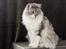 Maine Coon Nala - Min lille Prinsesse er dygtig til at stå model. oktober 2012