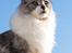 Maine Coon Nala - Nala i haven oktober 2012