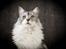 Maine Coon Nala - oktober 2012