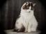 Maine Coon Bianca - Skønne pige. okt 2012