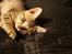 Huskat Felix Rex (himmelkat)