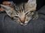 Huskat Felix Rex (himmelkat) - 4 uger.