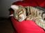 Bengal Zimba