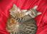Bengal Zimba