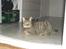 Bengal Zimba