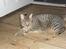 Bengal Zimba
