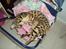 Bengal Wild - Diamond. Sheeva of Sahara