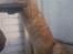 Maine Coon webber o`maley/solgt