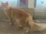 Maine Coon webber o`maley/solgt