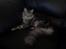 Maine Coon chili - 7 mdr