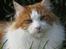 Maine Coon IC DK Bjørnholts Cosimo 9/6 - # 13. Min smukke basse dreng. 12/10-2012