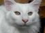Norsk Skovkat DK Scarlett-sandra´s Frosty