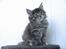 Maine Coon Arizona  (SOLGT) - 6 uger 2 dage. 25.10.2012