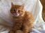 Kurilean Bobtail Pumelle´s Thomas O´Malley = Røde - Kilinge billede fra det gamle hjem :-)