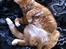Huskat Garfield - 2012