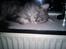 Maine Coon Sleipner/Koda - Her ligger man godt