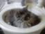 Maine Coon Sleipner/Koda - Her kan jeg vist godt være.