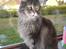 Maine Coon obelix Himmelkat