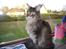 Maine Coon obelix Himmelkat