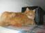 Kurilean Bobtail Pumelle´s Thomas O´Malley = Røde