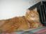 Kurilean Bobtail Pumelle´s Thomas O´Malley = Røde