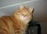 Kurilean Bobtail Pumelle´s Thomas O´Malley = Røde