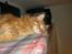 Kurilean Bobtail Pumelle´s Thomas O´Malley = Røde