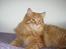 Kurilean Bobtail Pumelle´s Thomas O´Malley = Røde