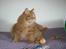 Kurilean Bobtail Pumelle´s Thomas O´Malley = Røde