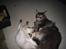Maine Coon obelix Himmelkat - obelix og frodo hygger foran brændeovnen