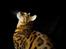 Bengal Kungsgarden I Am Rochester "Azrael"