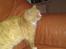 Huskat mogens