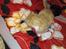 Huskat mogens
