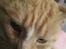 Huskat mogens