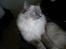 Ragdoll GCA(TICA) PR(FIFe) DK Magicland's Lady Gaga
